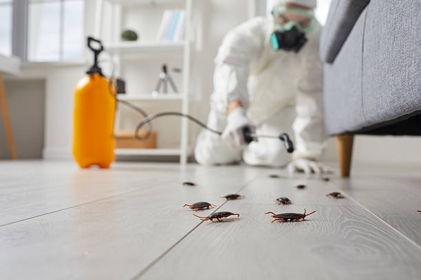 Commercial Kitchen Cockroach Control in Lennox